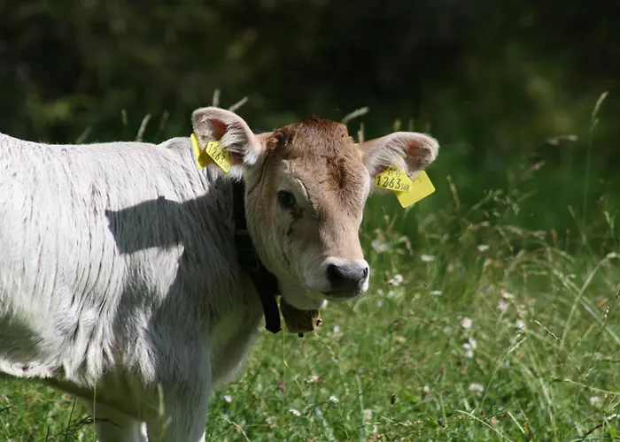 Tyrol 3* Mosern (Telfs)